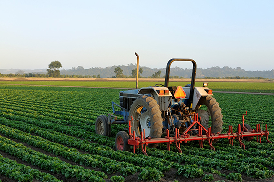 Locally Sourced Mac Edwards Produce